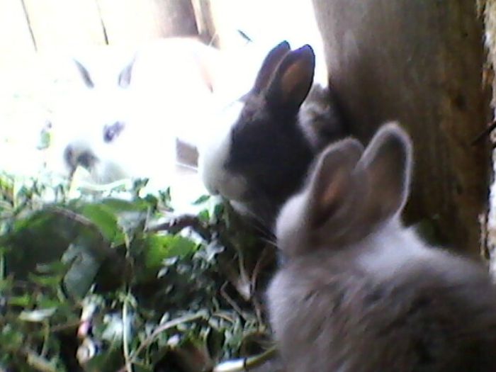 Fotografie-0066 - fostii mei iepurii