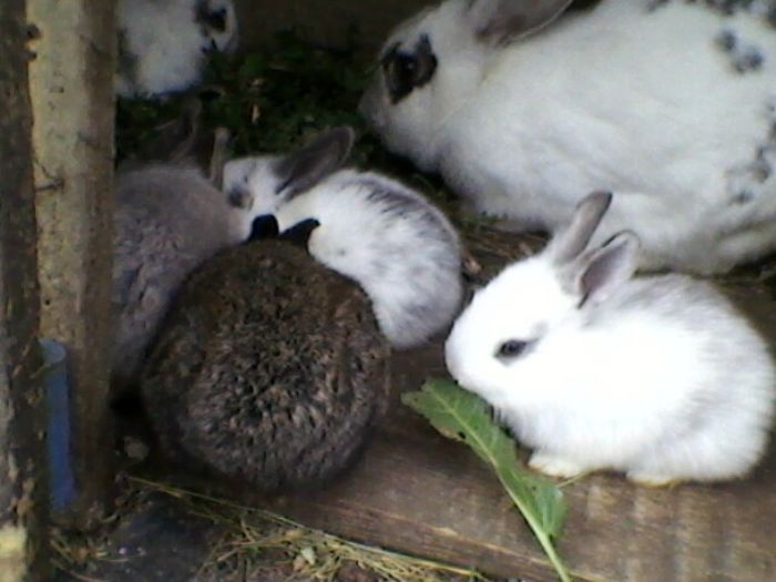 Fotografie-0068 - fostii mei iepurii