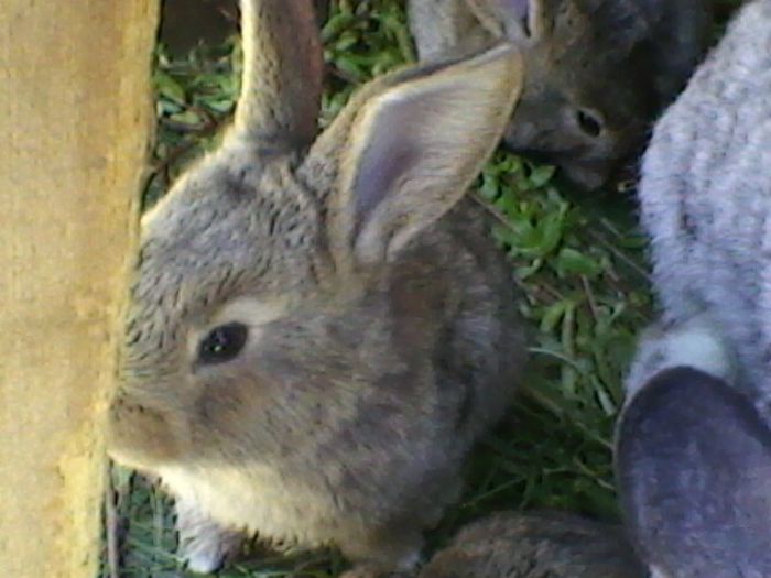 Fotografie-0071 - fostii mei iepurii