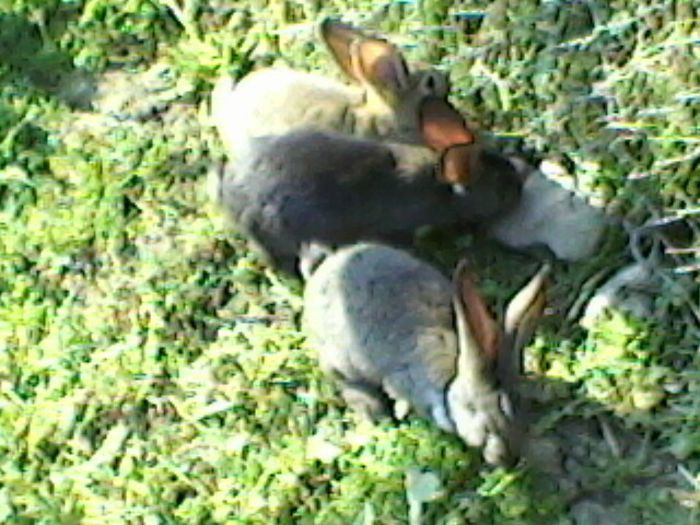 Fotografie-0078 - fostii mei iepurii
