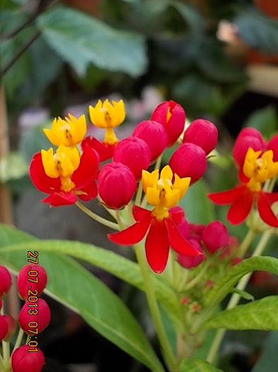 asclepias curassavica - iulie 2013-flori