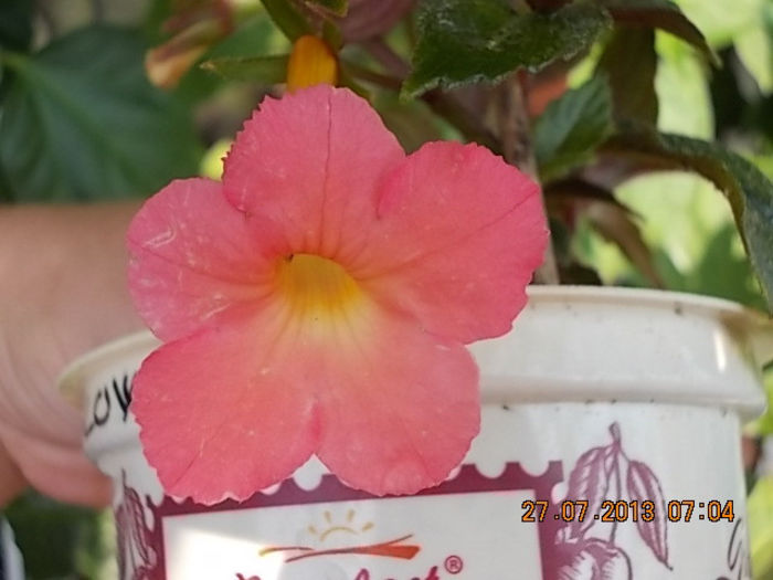 peach glow - iulie 2013-flori
