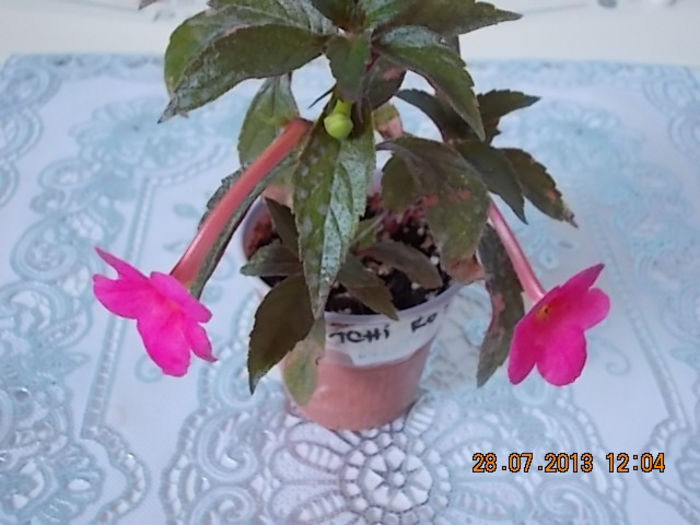 30 iulie 2013 - flori 069