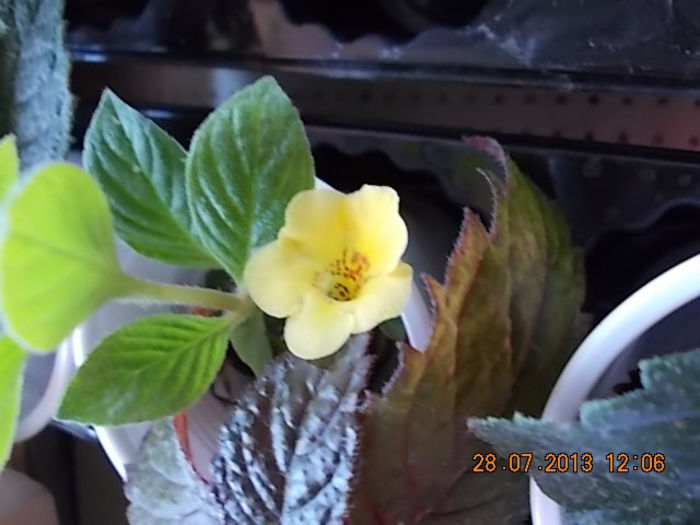 30 iulie 2013 - flori 076