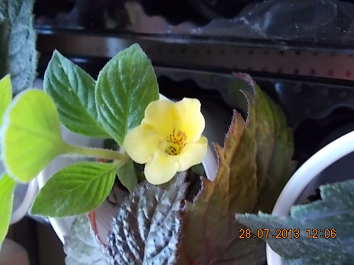 yellow beauty-inflorit in apa - iulie 2013-flori