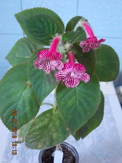 kohleria sunna - iulie 2013-flori