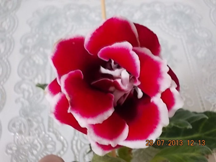 30 iulie 2013 - flori 109