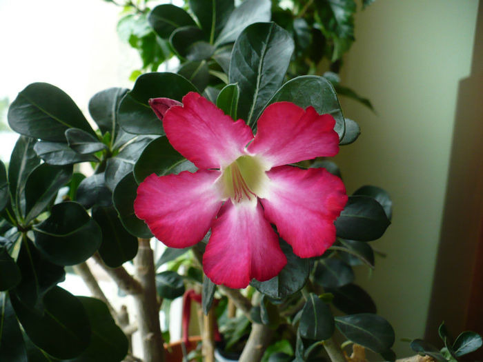 adenium - Adenium 2012 - 2013