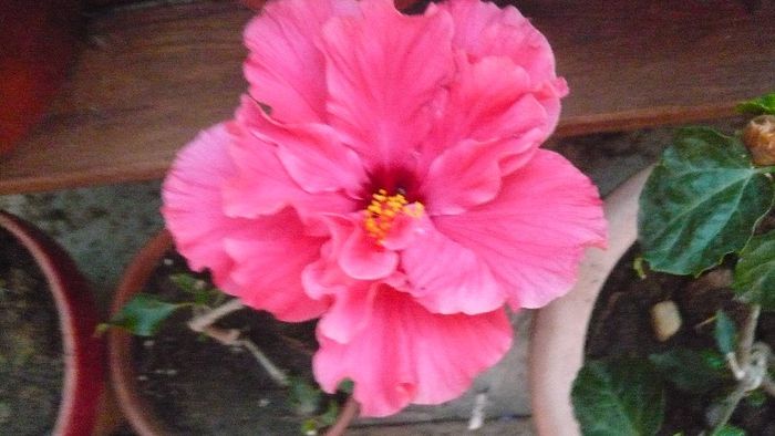 Picture 218 - x 2013 hibiscus rosa sinesis 2