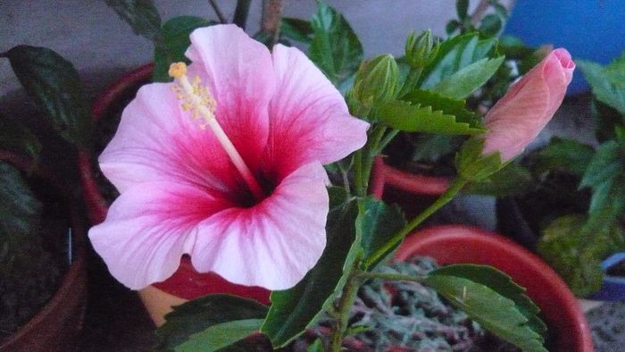 Picture 220 - x 2013 hibiscus rosa sinesis 2