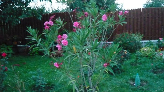 Picture 312 - Mirajul verii