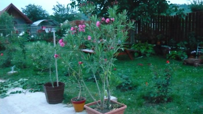 Picture 313 - Mirajul verii