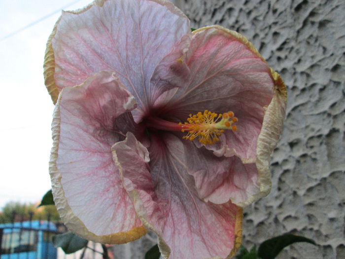 hibiscus - sfarsit de iulie 2013