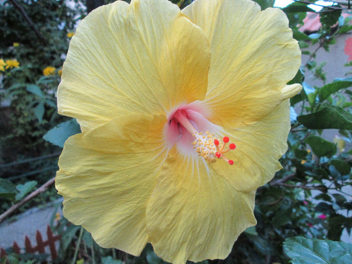 hibiscus - sfarsit de iulie 2013