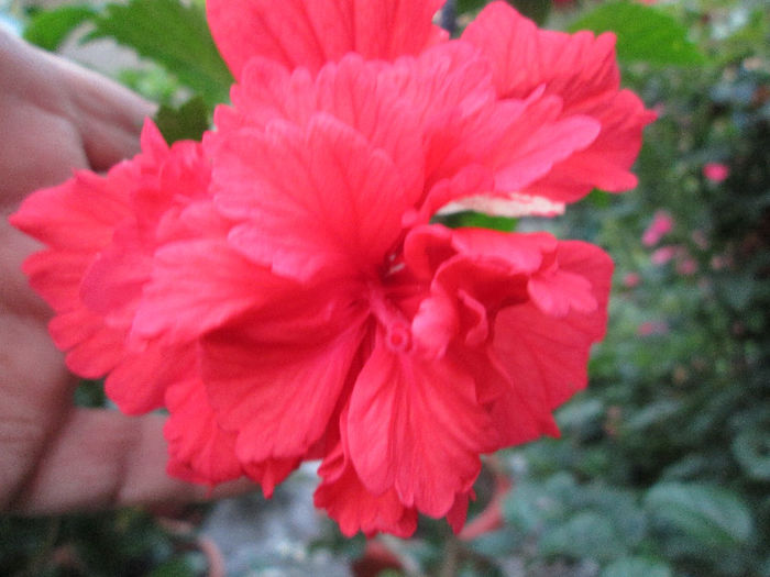 hibiscus