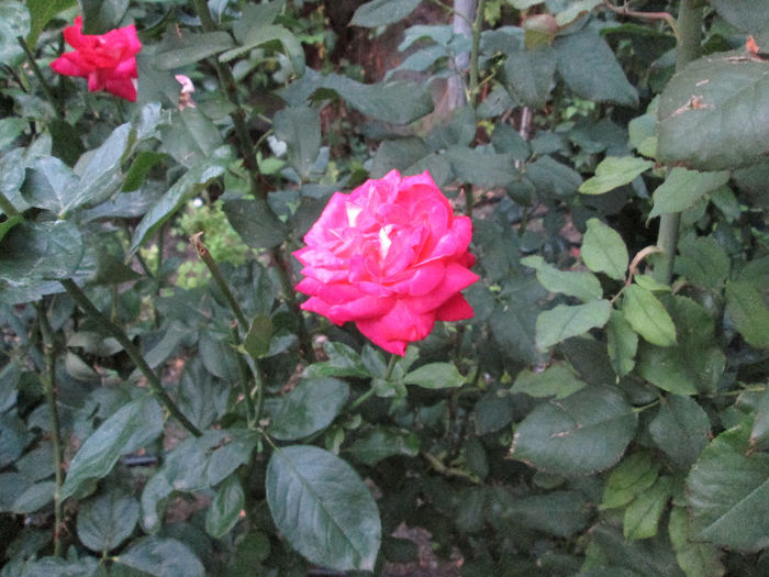 trandafir - sfarsit de iulie 2013