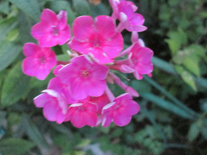 phlox - sfarsit de iulie 2013