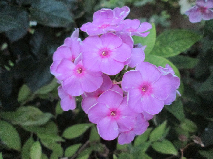 phlox - sfarsit de iulie 2013