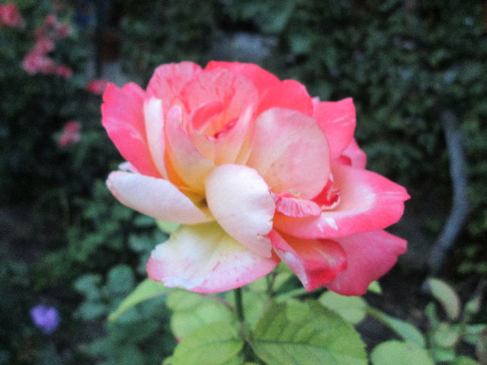trandafir - sfarsit de iulie 2013