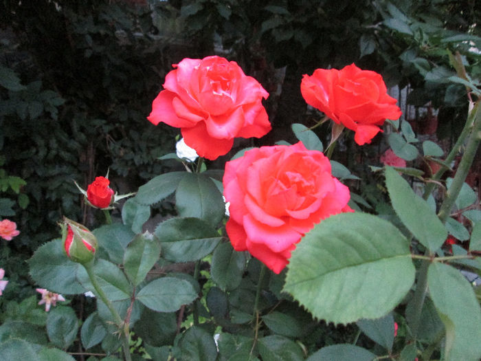 trandafiri - sfarsit de iulie 2013