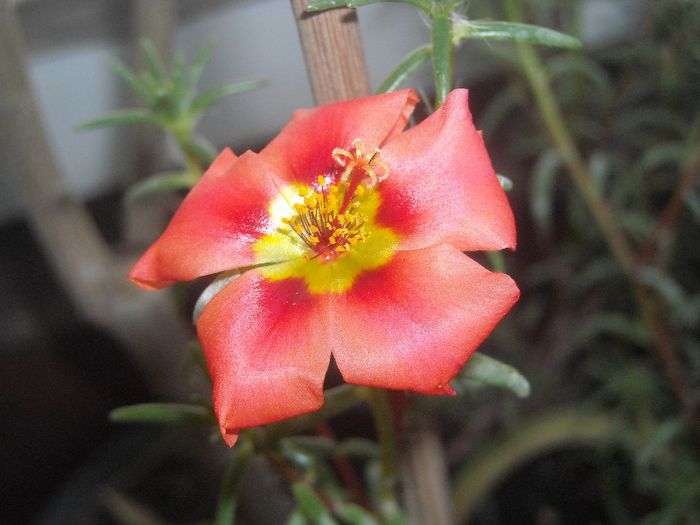  - 0 Din florile mele