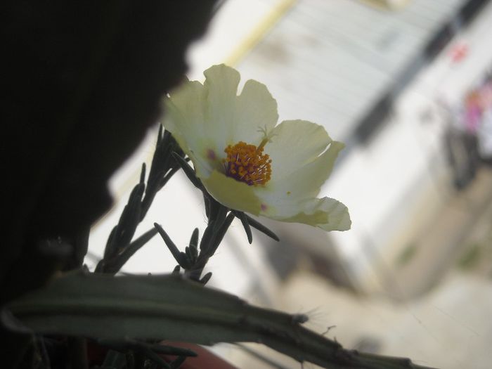  - 0 Din florile mele