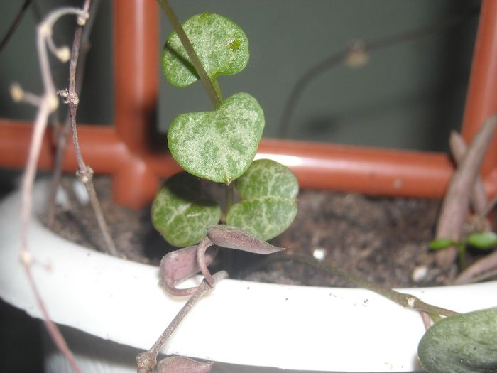 O inima iti multumeste !