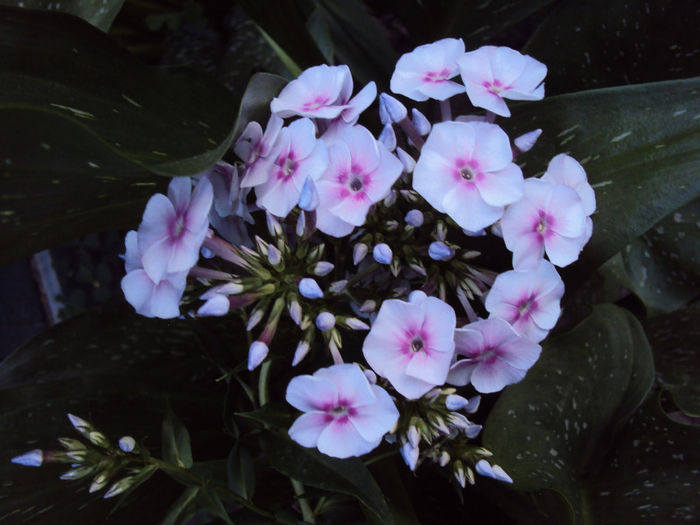DSC08767