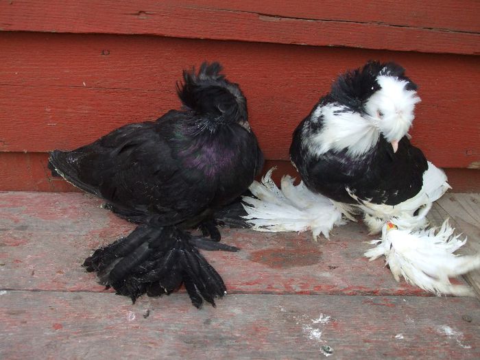 032 - TINERET TOBOSARI DE BUHARA