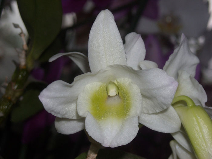 DSCN4296 - Dendrobium nobile