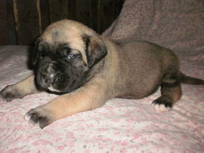 P7301083 - 54 cane corso nascuti la data 08 07 2013