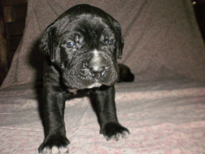 P7301087 - 54 cane corso nascuti la data 08 07 2013