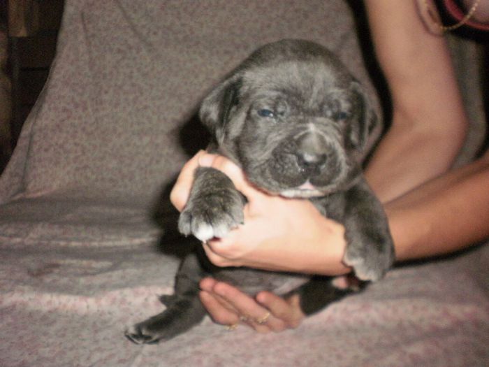 P7301099 - 54 cane corso nascuti la data 08 07 2013