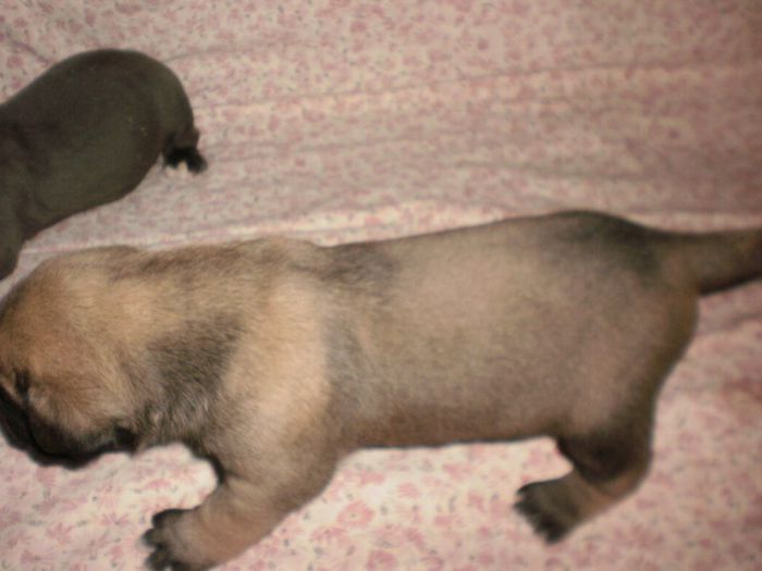 P7301104 - 54 cane corso nascuti la data 08 07 2013