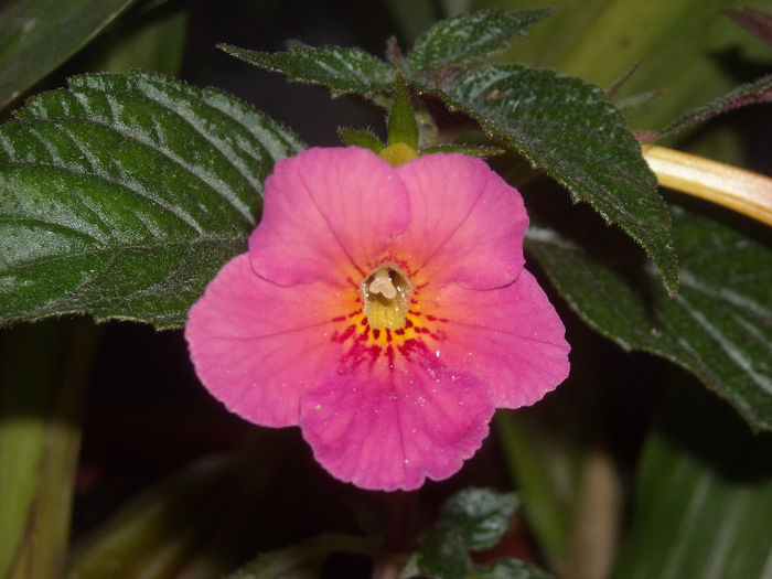 Achimenes ice tee