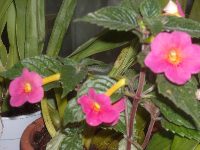 Achimenes ice tee