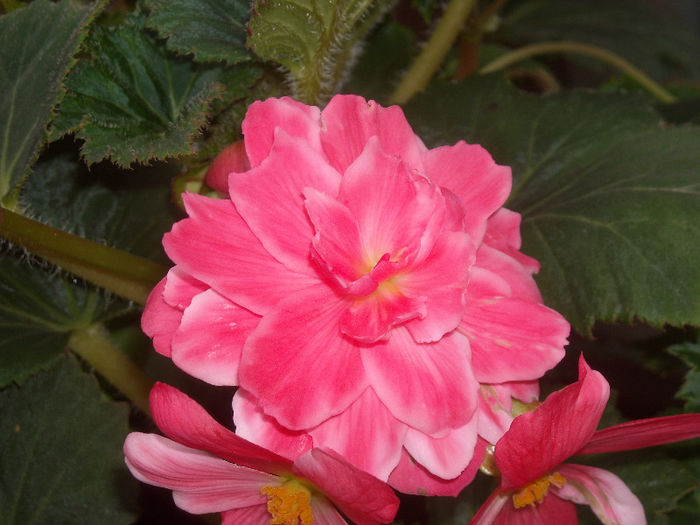 Begonia