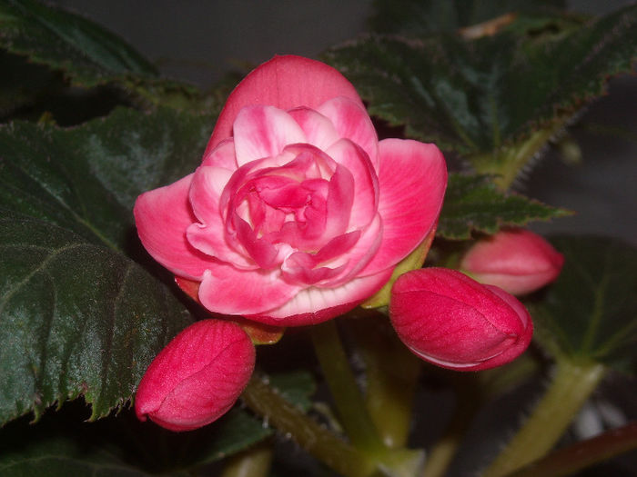 Begonia