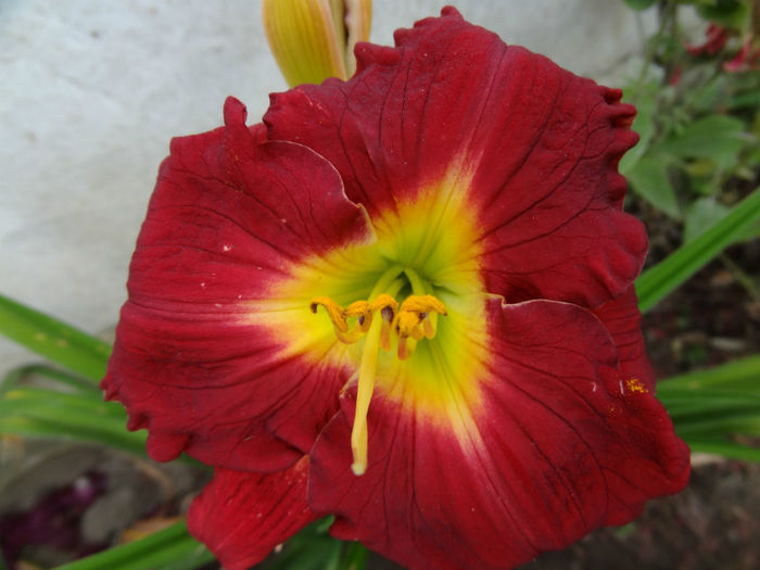 DSC07386 - HEMEROCALLIS