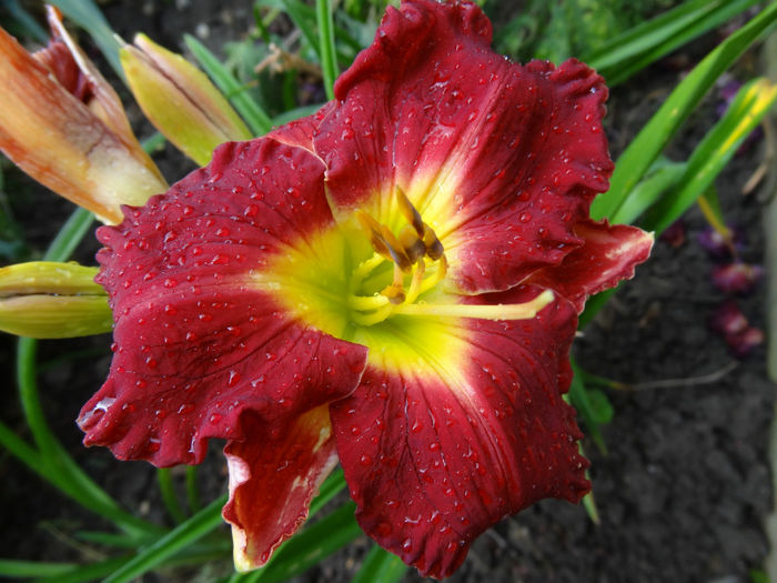 DSC07389 - HEMEROCALLIS