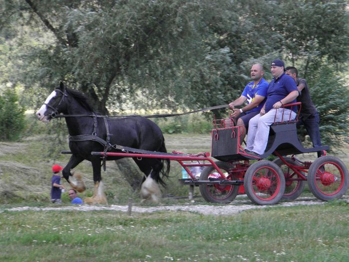 GYPSY COB