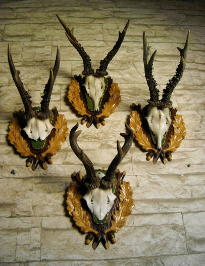 Set de patru trofee rustice de caprior_1; Ofer celor pasionati un set de patru capriori vigurosi, cu ramuri groase si deschidere interesanta si perlaj foarte bine evidentiat . Pretul pentru intregul set este de 875 de lei .
