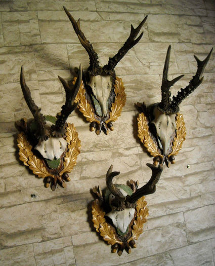 Set de patru trofee rustice de caprior_4; Ofer celor pasionati un set de patru capriori vigurosi, cu ramuri groase si deschidere interesanta si perlaj foarte bine evidentiat . Pretul pentru intregul set este de 875 de lei .
