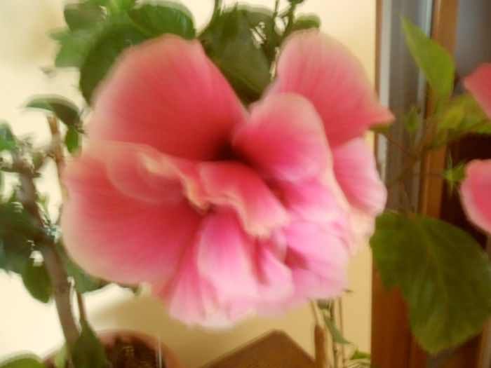 Charles Septembre - Hibiscus 2013-2