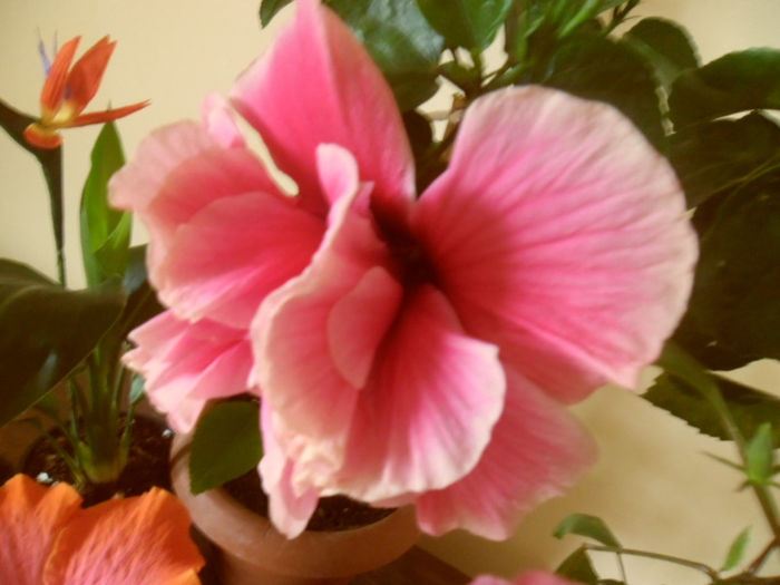 Charles Septembre - Hibiscus 2013-2