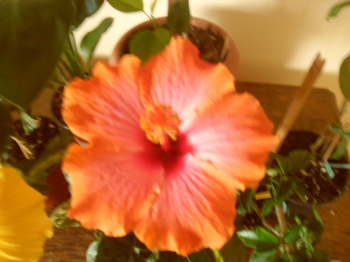 Passion - Hibiscus 2013-2