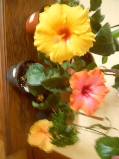 hibiscus grup - Hibiscus 2013-2