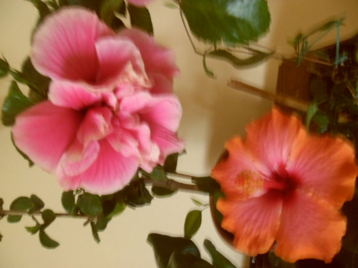 Charles Septembre + Passion - Hibiscus 2013-2