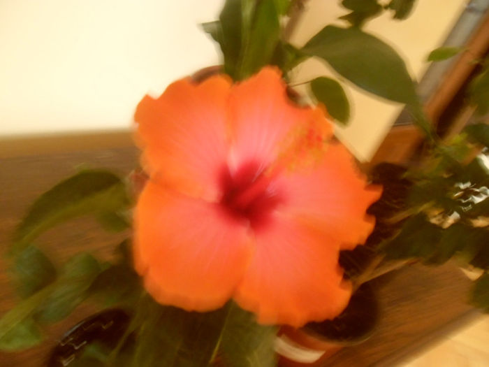 Pasion - Hibiscus 2013-2