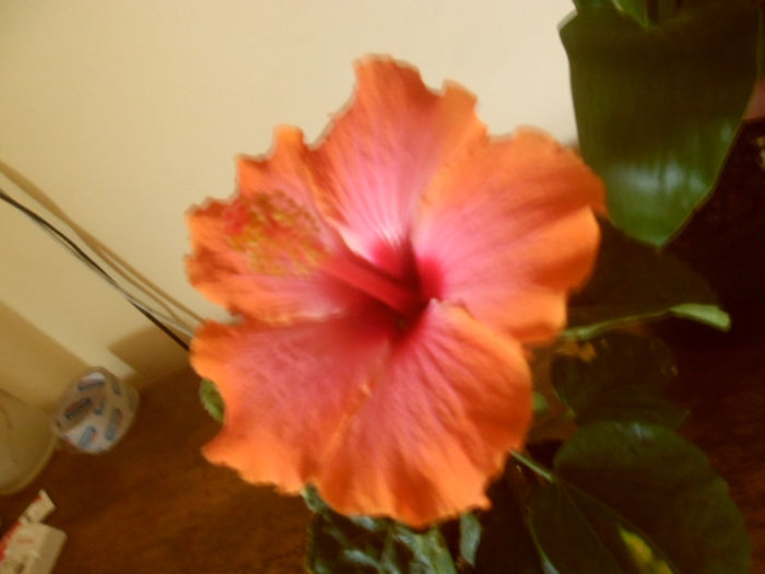 Passion - Hibiscus 2013-2